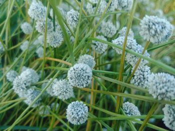 Close-up of snow on plant