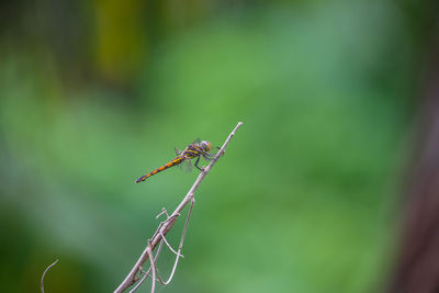 Close-up of insect on plant