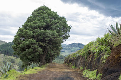 Scenic view of tree mountains against sky