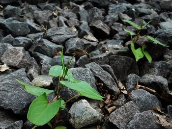 High angle view of plant growing on rocks