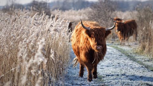 Highland cattle on field during winter