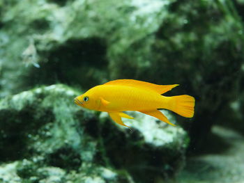 Close-up of yellow fish swimming in aquarium