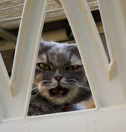 Portrait of cat