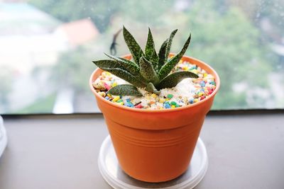 Close-up of potted plant on table