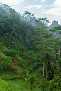 Scenic view of trees in forest against sky