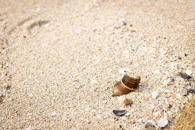 High angle view of shell on sand