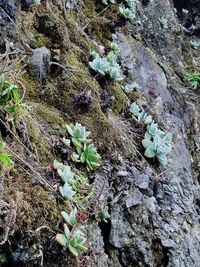 High angle view of plants