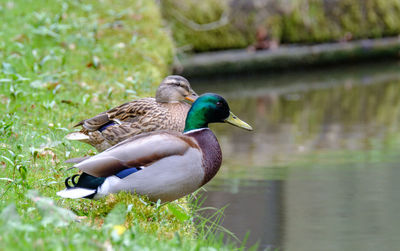 Mallard duck on grass