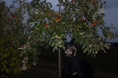 Plant growing on tree