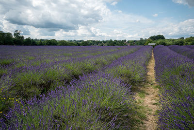 Scenic view of lavender field against sky