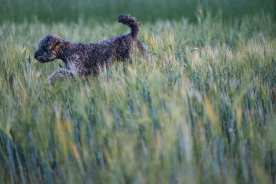 Cute 1 year old grey colored silver poodle dog jumping happily through a corn field at sunset