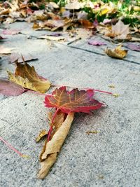 Close-up of fallen maple leaves