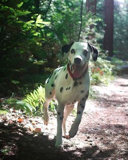 Portrait of dog on tree