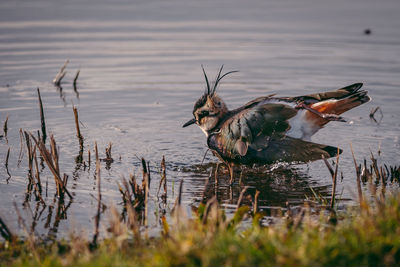 Birds in a lake