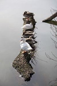 Duck swimming in a lake