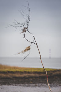 Close-up of bird against sky