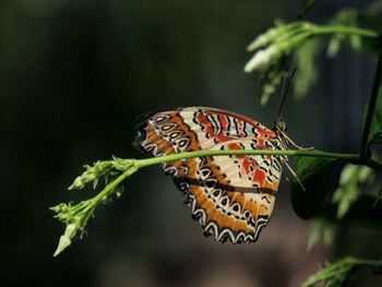 Close-up of butterfly on leaf