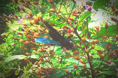 Bird perching on leaf