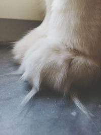 animal themes