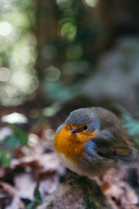 Close-up of robin perching outdoors