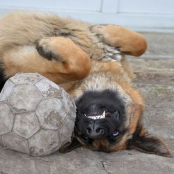 Close-up of dog on stone wall