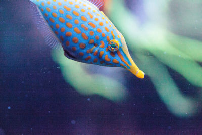 Close-up of fish swimming in tank at aquarium