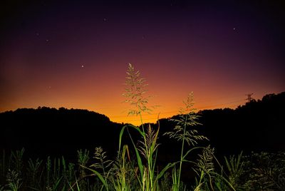 Silhouette plants on field against sky at night