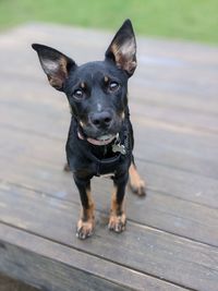 Close-up of australian kelpie dog puppy eyes 