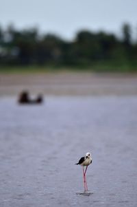 Seagull perching on a land