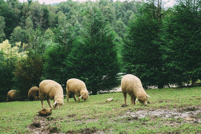 Sheep grazing in a field