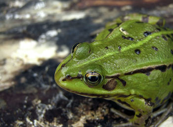 Close-up of green frog pelophylax sp.