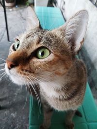 Close-up of a cat looking away