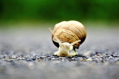 Close-up of snail