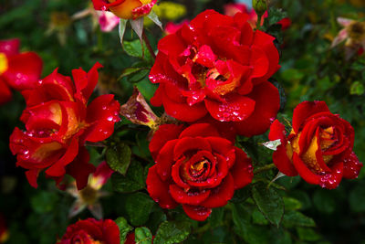 Close-up of red rose
