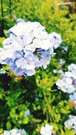 Close-up of white flowers blooming outdoors