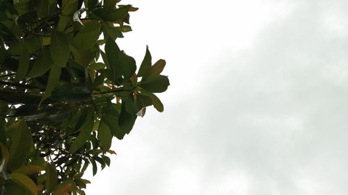 Low angle view of tree against sky