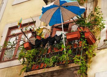 Plants against built structure