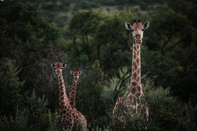 Three curious juvenile giraffes look comically toward the camera