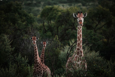 Giraffes on field