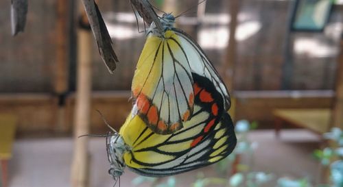 Close-up of butterfly on leaf