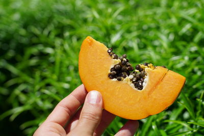 Midsection of person holding fruit