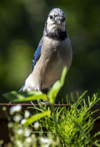 Bluejay newly landed on the deck, poses behind some garden flora.