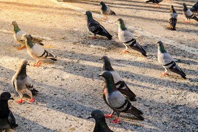 High angle view of pigeons on street