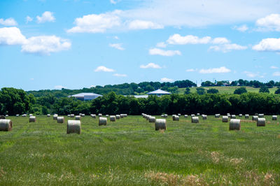 pasture