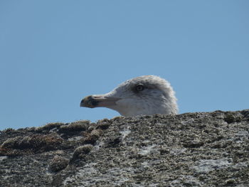 Low angle view of seagull on rock against clear blue sky