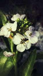 Close-up of white flowers