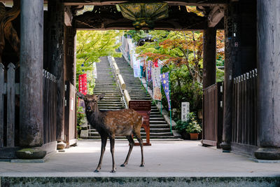 Deer standing in front of built structure