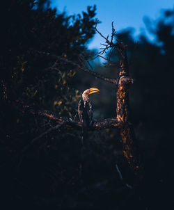 Close-up of insect on plant