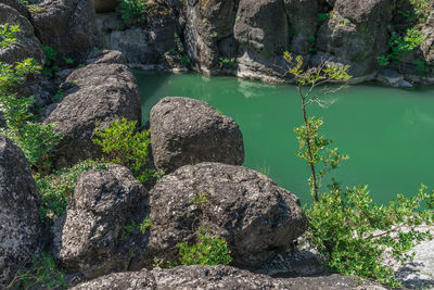 Plants growing on rock by lake