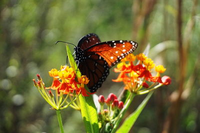 Close-up of butterfly pollinating on yellow flower